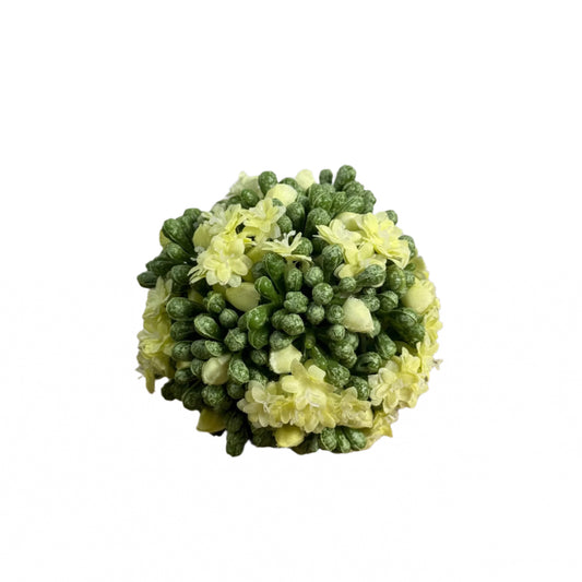 White Kalanchoe Ball