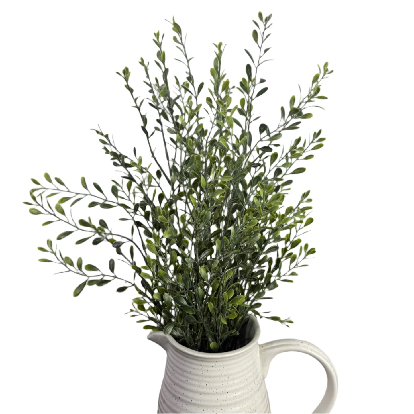 Basil Boxwood Bush