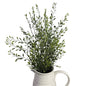 Basil Boxwood Bush