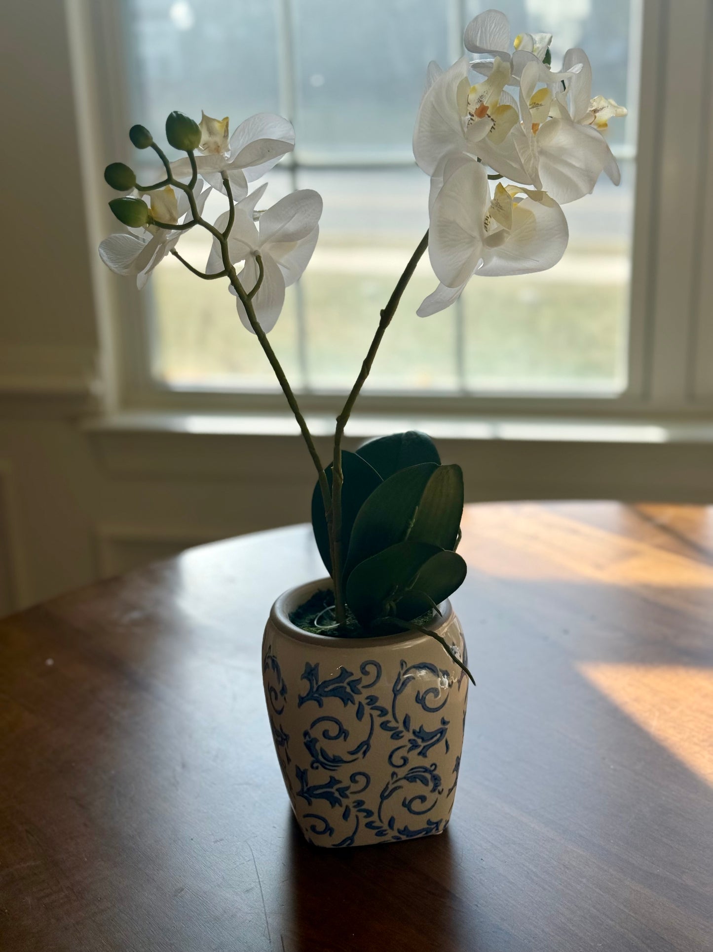 White 2 Stem Orchid in Pot