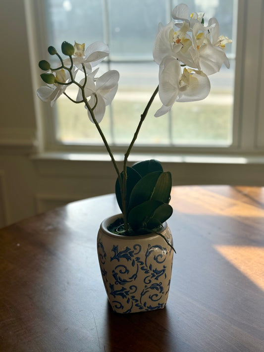 White 2 Stem Orchid in Pot