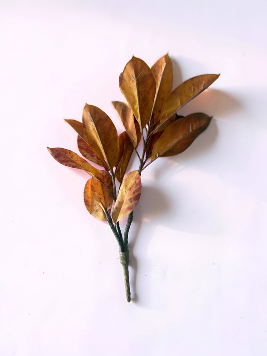 Catalpa Bush - Blaze