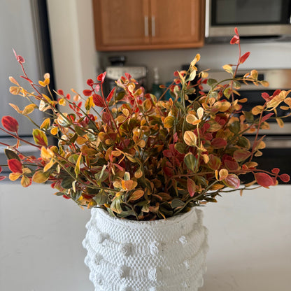 Red Pimpernel Bush