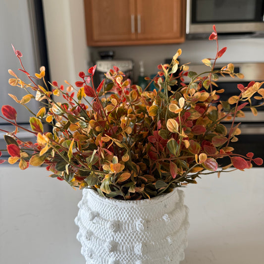 Red Pimpernel Bush