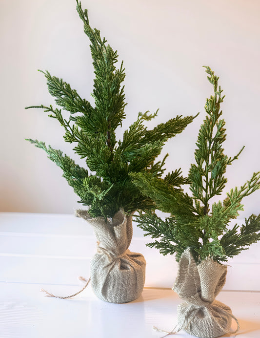 Woodland Cedar Tree