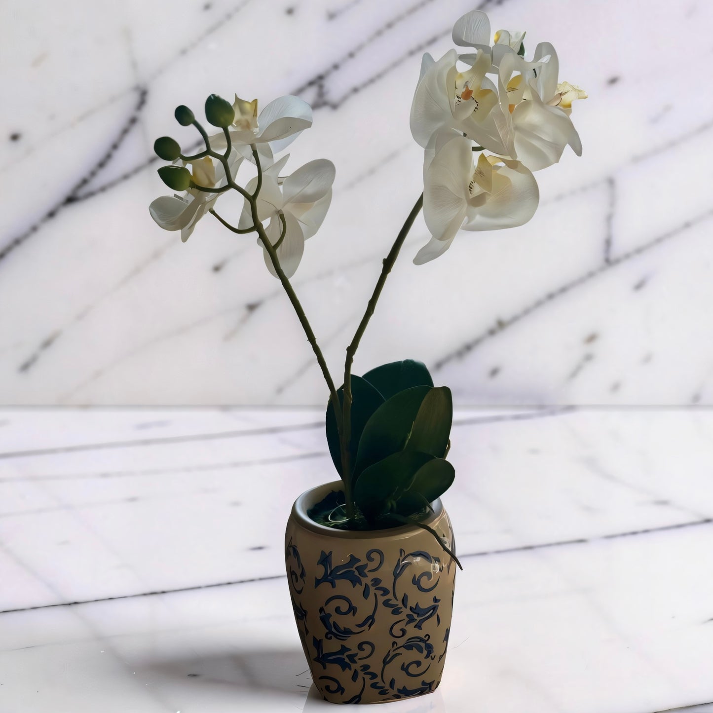 White 2 Stem Orchid in Pot