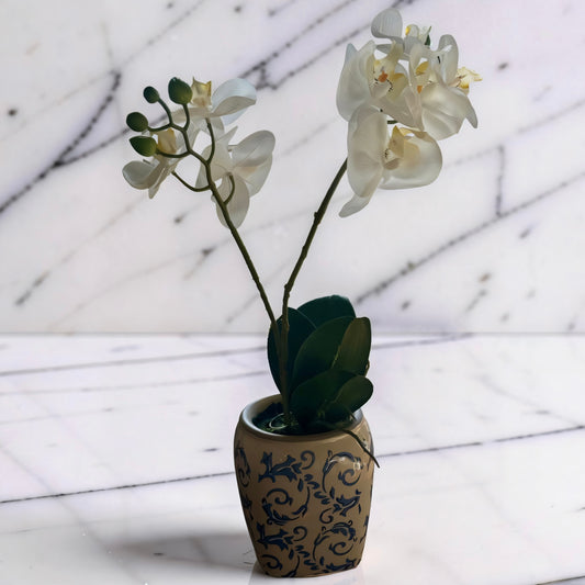 White 2 Stem Orchid in Pot