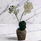 White 2 Stem Orchid in Pot