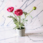 Pink Ranunculus in Clay Pot