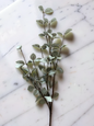 Light Green Eucalyptus Stem- 34”L