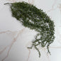 Hanging Bean Leaves