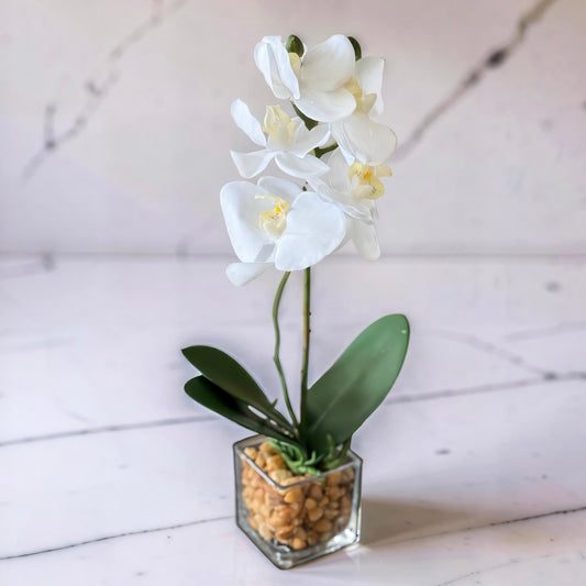 White Orchid in Square Glass Dish
