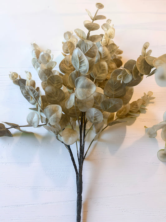 Cream Eucalyptus Bush