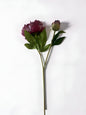 Burgundy Peony