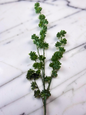 Green Succulent Spray