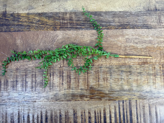 Mini Succulent Stem