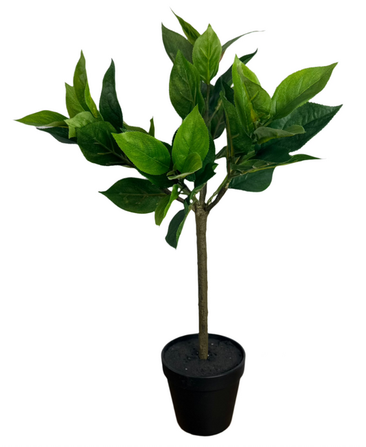 Southern Gem Tree