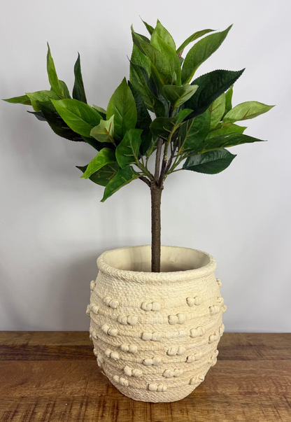 Southern Gem Tree