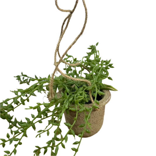 Hanging String of Pearls In Pot
