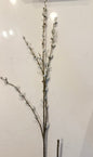 Pussy Willow Stems