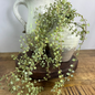 Hanging Vine