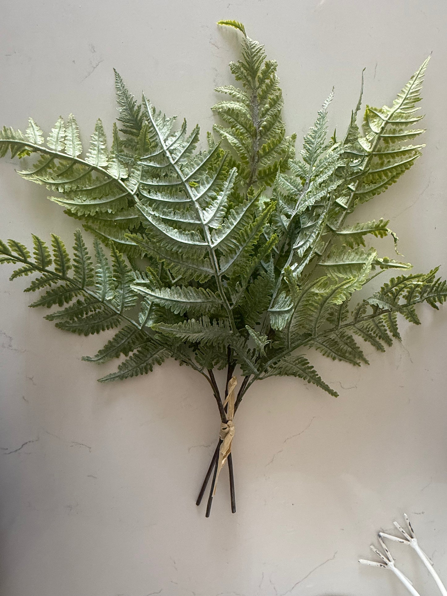 Fern Bundle