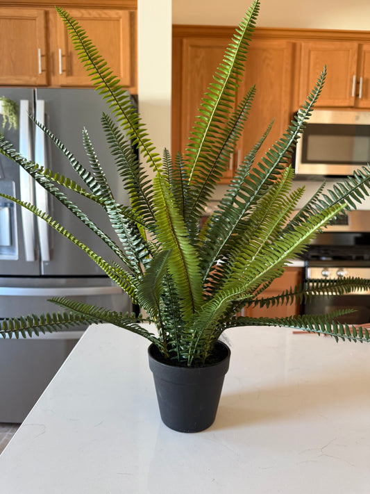 Quincy Fern Pot - 25''H