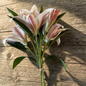 Eden Lily Bundle - 40% OFF