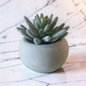 Succulent in Pot -