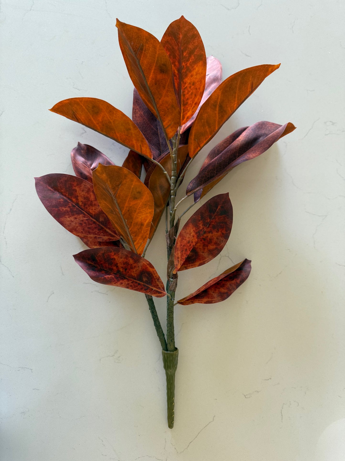 Catalpa Bush - Mahogany Haze
