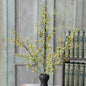 Nico Berry Bush
