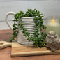 Pitcher -  5.25'' white